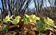 22 Bouquet di primule gialle per i carpini neri